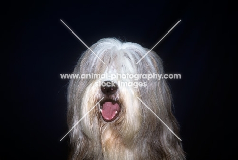 ch exhibition de gouth-noire,  bearded collie head study