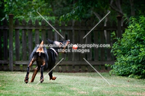 doberman retrieving ball