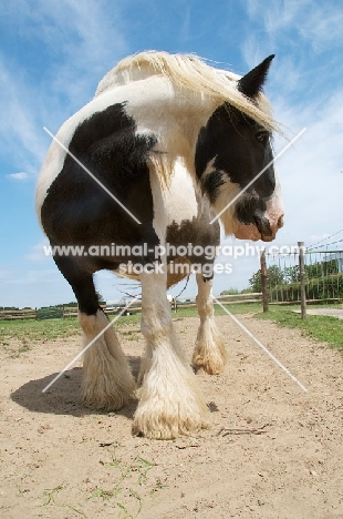 piebald horse in field, looking away