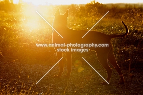 Thailand Ridgeback in sunset