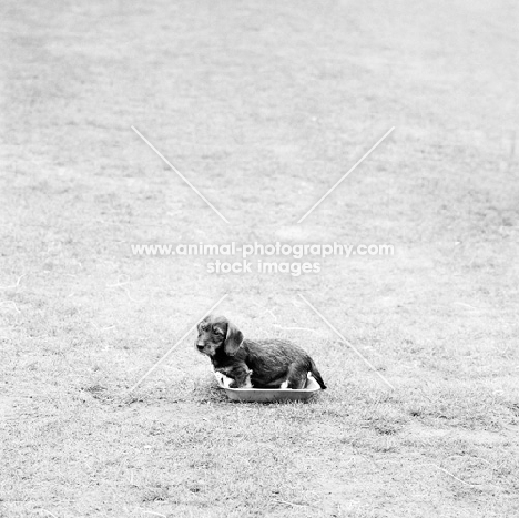miniature wirehaired dachshund puppy standing in a tray