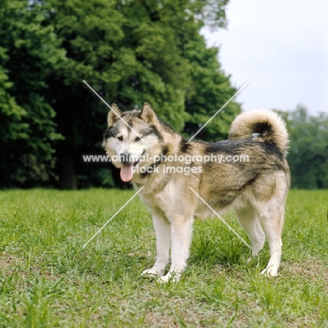 alaskan malamute side view