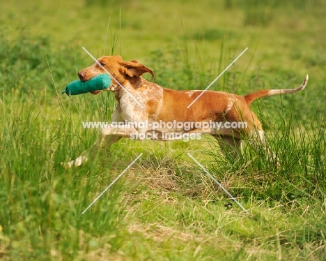 Bracco Italiano running with dummy