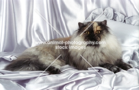 tortie smoke persian cat, lying on pillow