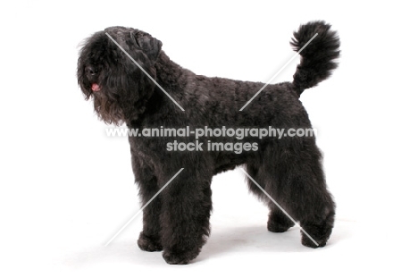 Australian Champion Bouvier des Flandres, side view