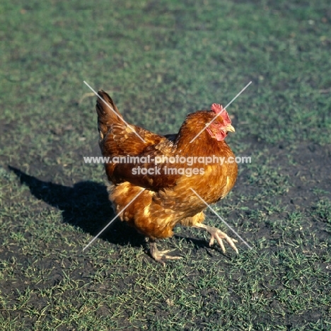 rhode island red hen scratching