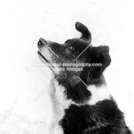 an old border collie, portrait