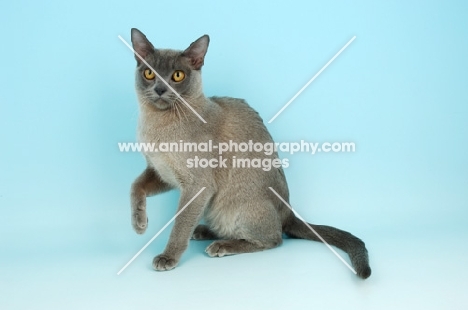 young blue Burmese cat