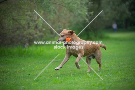 yellow labrador retriever playing with toy
