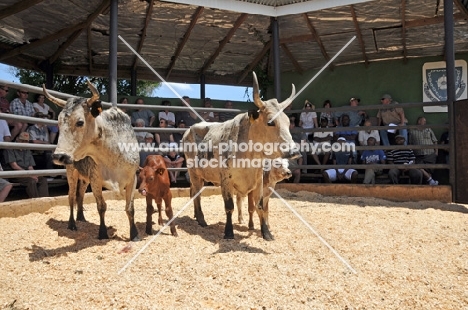 Nguni Cattle in ring