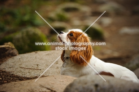 Cavalier King Charles Spaniel amongst rocks. 