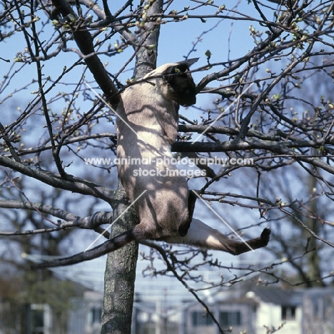 ch thaumasia amethyst, seal point siamese cat falling out of a tree