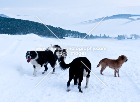 Border Collies and Border Terrier in snow