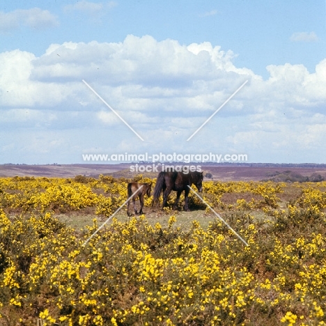 new forest mare and foal walking away among gorse bushes in the new forest