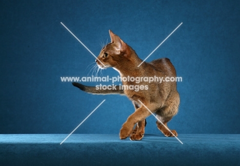 Abyssinian turning on blue background