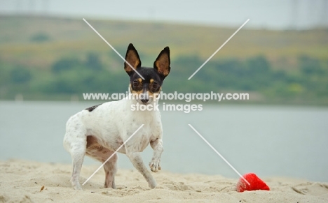 Toy Fox Terrier