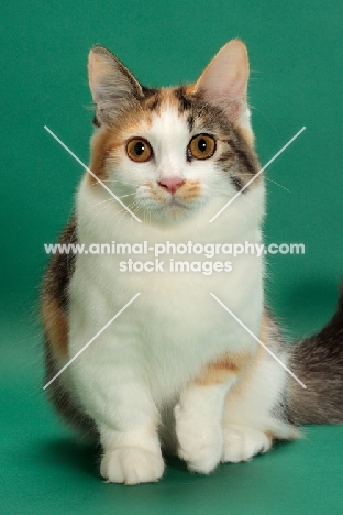 Brown Classic Torbie & White Munchkin in studio