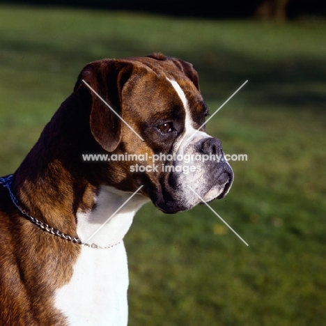 boxer head study