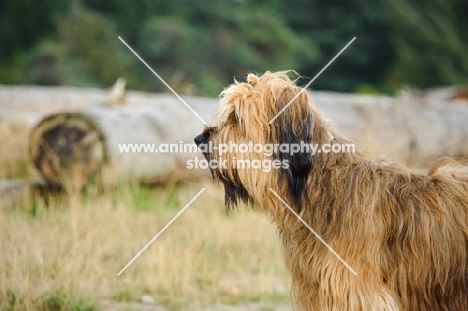 Briard in profile