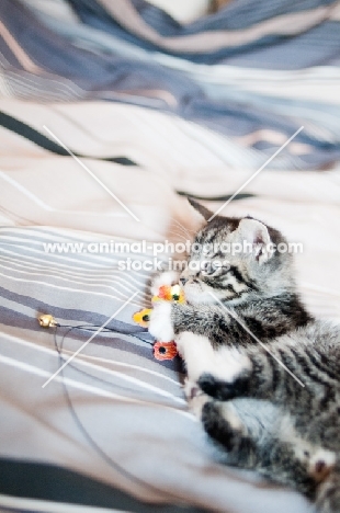 kitten playing on bed sheets