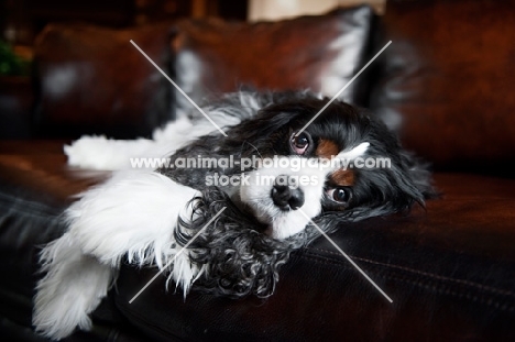 cavalier king charles spaniel lying on side on leather couch