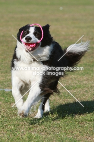 Border Collie playing with ring
