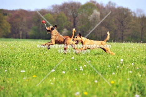 irish terriers playing