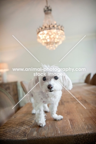 senior maltese standing on table