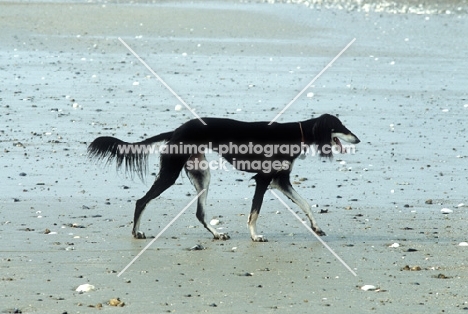 ch burydown hephzibah, saluki walking on beach