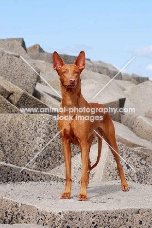 Pharaoh Hound