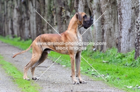 Great Dane on road