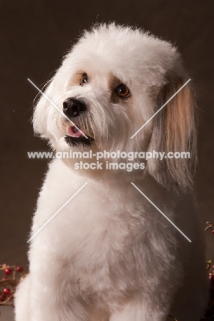 Coton de Tulear