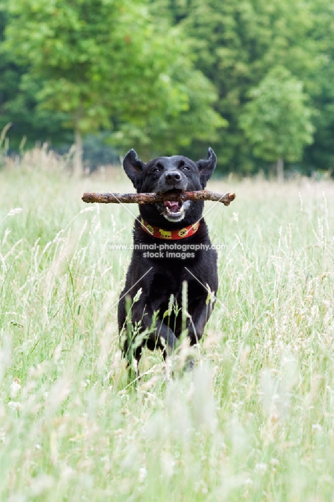 Labrador running through long grass, with a stick in it's mouth