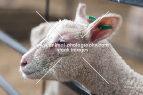 lamb looking through a fence