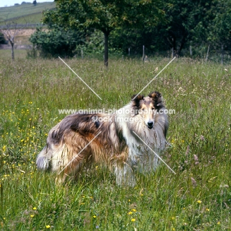 rough collie in field of long grass