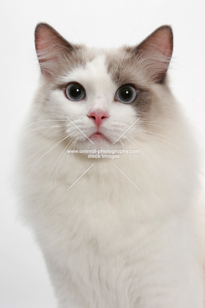 Blue Point Bi-Color male Ragdoll cat, portrait