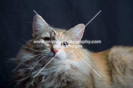 Portrait of champion Kronangens Lucia looking towards camera, studio shot with black background