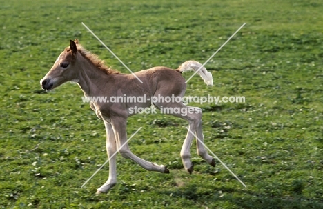 Haflinger foal cantering