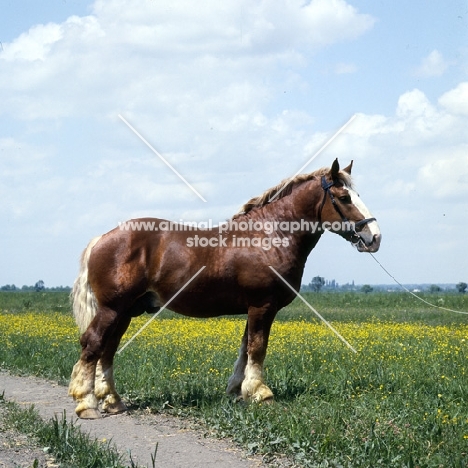 5734 szentegát-7, murakozi stallion in hungary