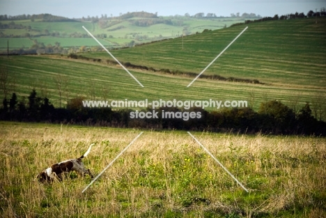 Cocker Spaniel walking in the hills