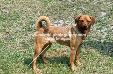 Australian Shorthaired Pinscher, side view