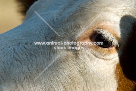cow, eye close-up