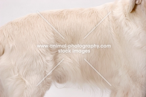 Australian Champion Golden Retriever, coat