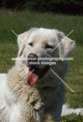 Akbash dog with tongue out