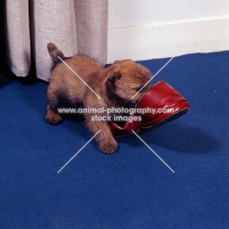 norfolk terrier puppy playing with a slipper