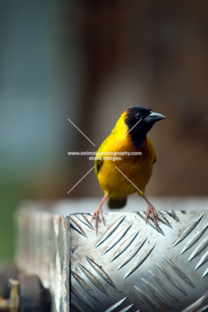 yellow backed weaver bird in Uganda