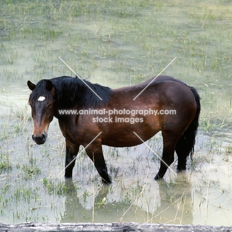 noric horse standing in water in an austrian valley 