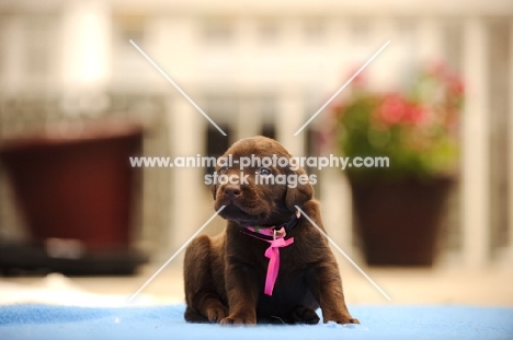 very young chocolate Labrador Retriever puppy
