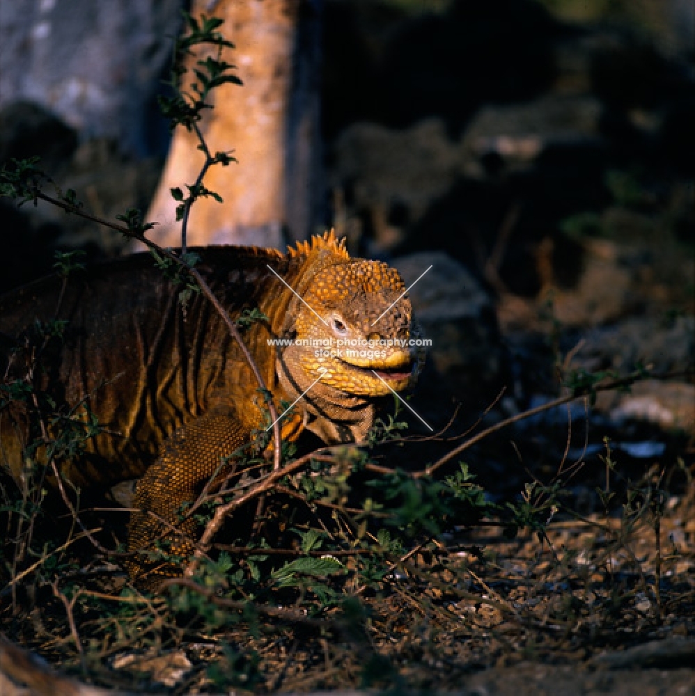 land iguana on santa cruz island, galapagos islands