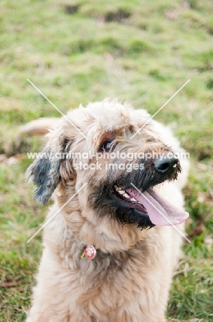 lying Briard lying on grass